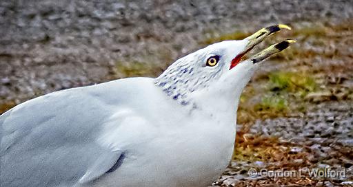 Screeching Gull_DSCF5453.jpg - Ring-billed Gull (Larus delawarensis) photographed along the Rideau Canal Waterway at Smiths Falls, Ontario, Canada.